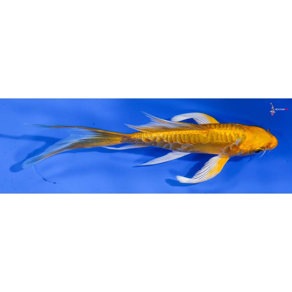5” Imported Doitsu Yamabuki Ogon Butterfly Koi