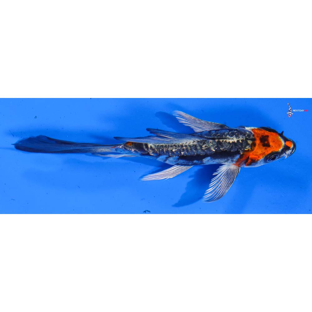 4.5” Imported Gin Rin Kin Kikokuryu Butterfly Koi