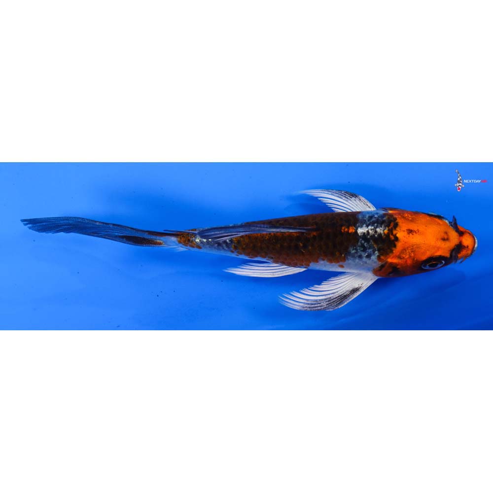 5” Imported Kujaku Butterfly Koi