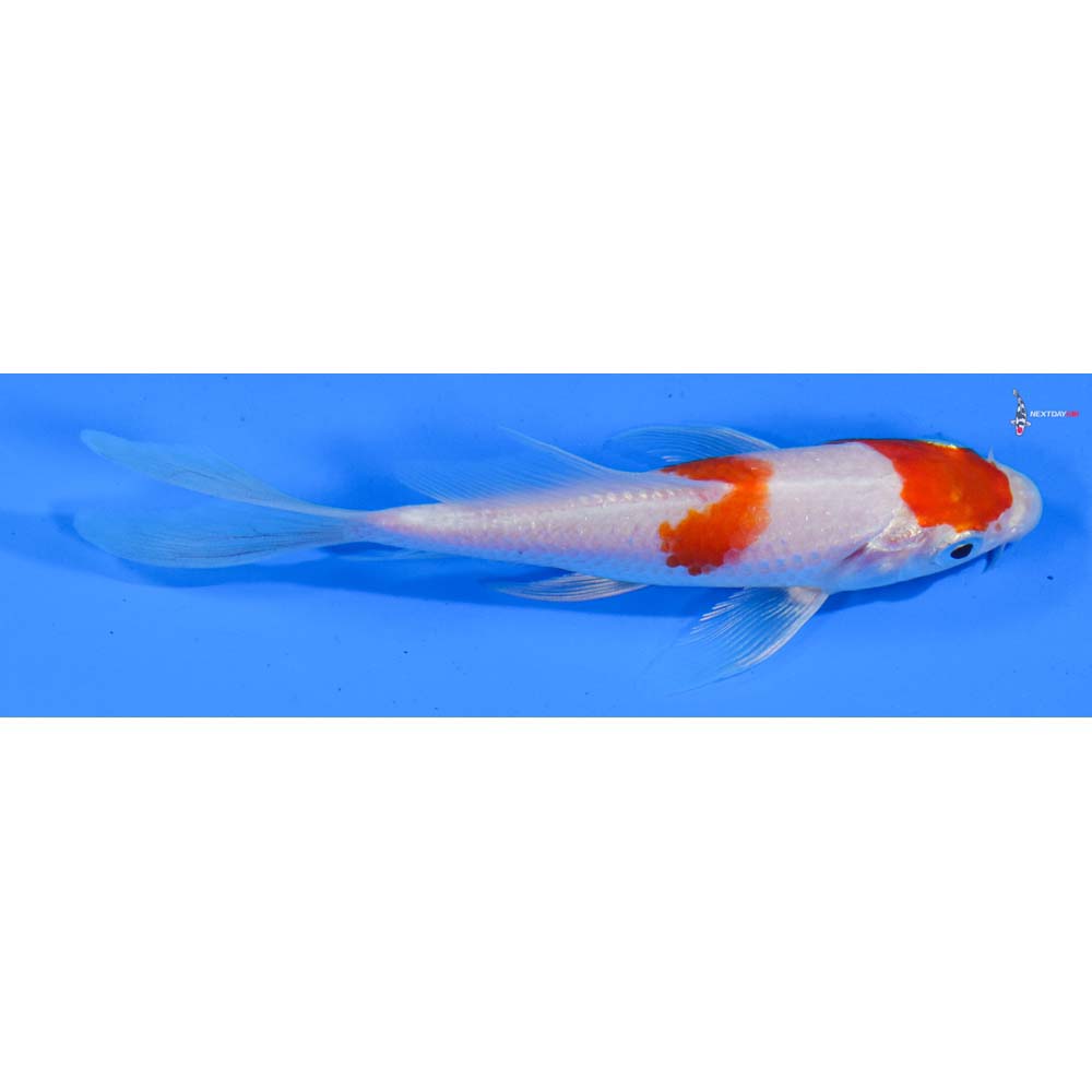 5” Imported Kohaku Butterfly Koi