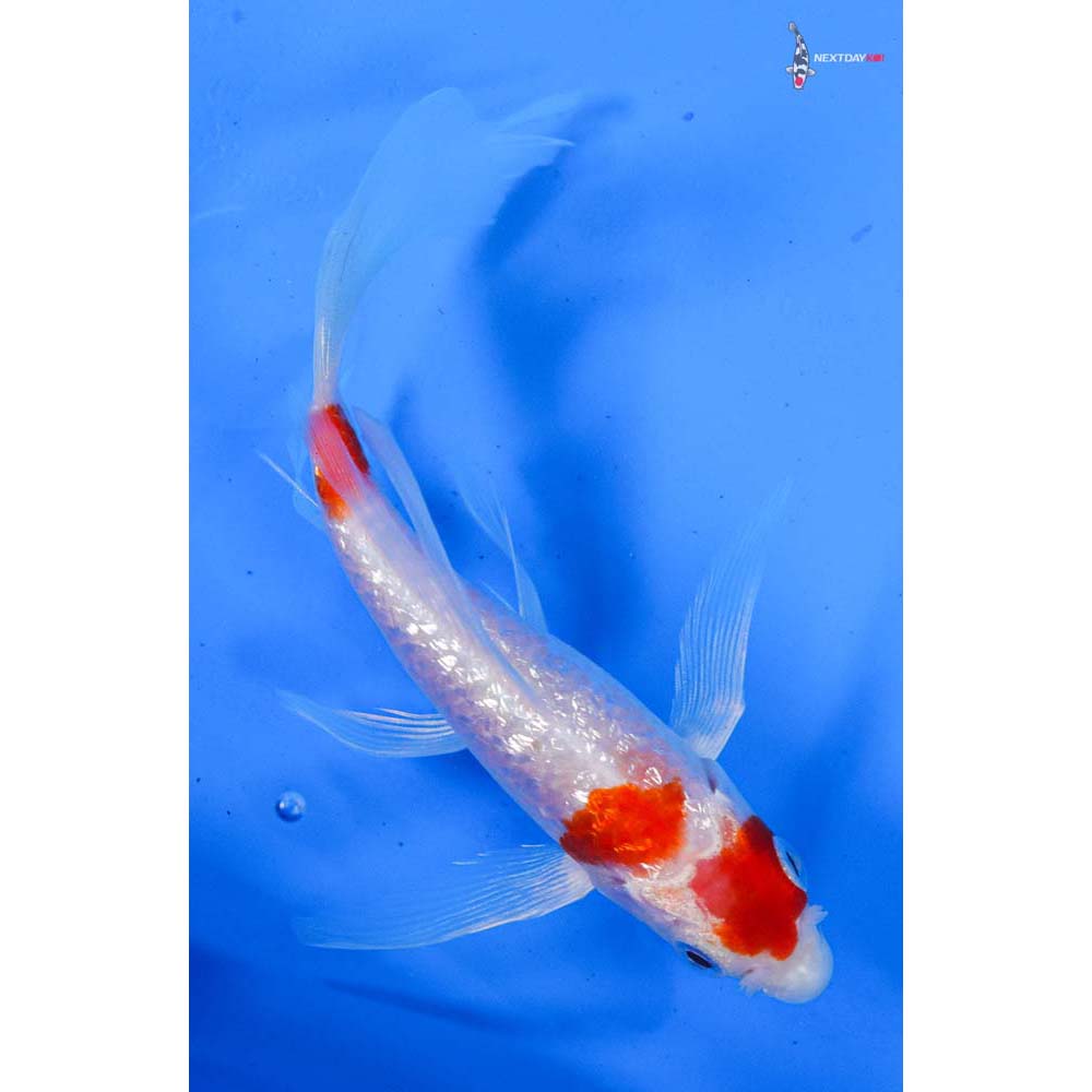 5.5” Imported Gin Rin Kohaku Butterfly Koi