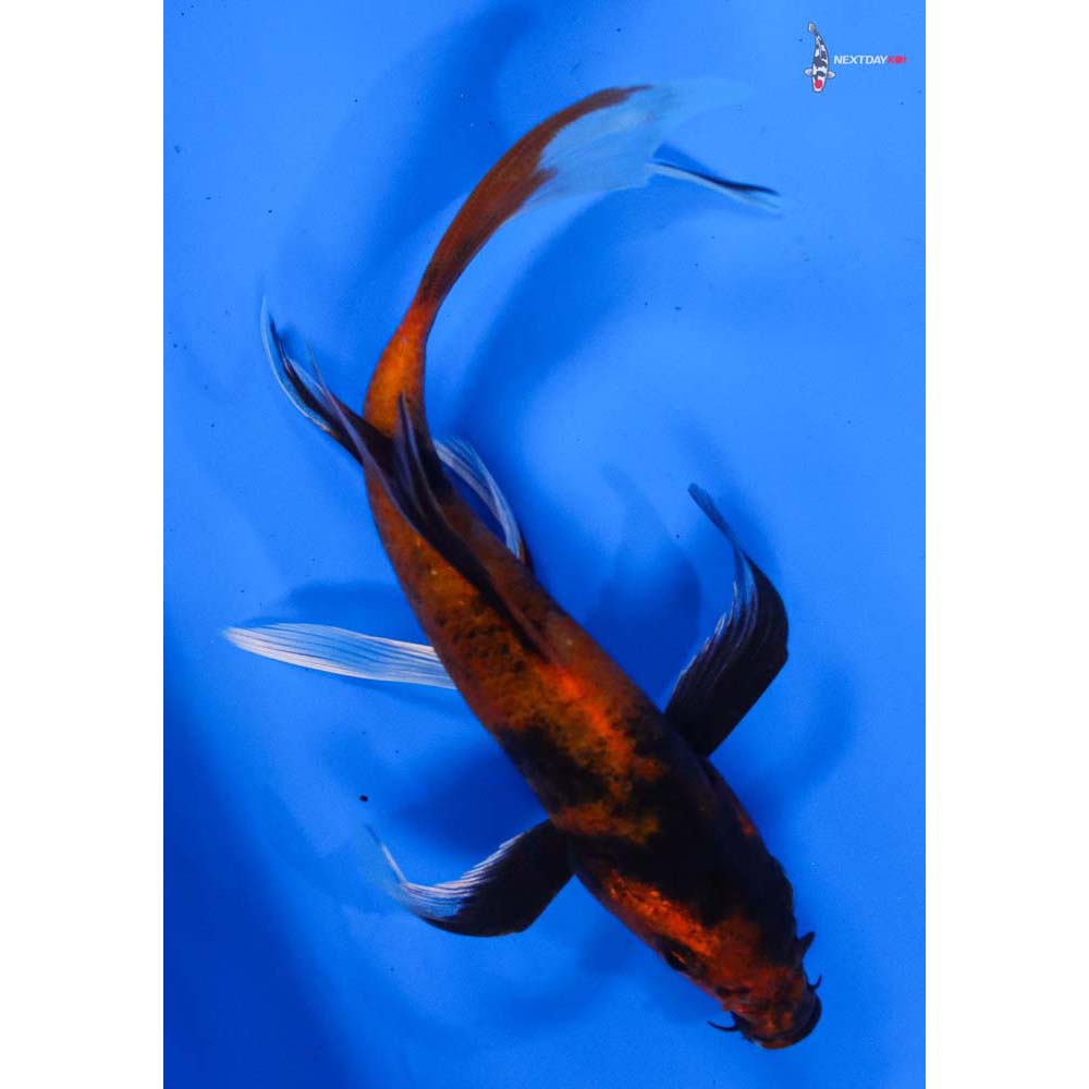 5.5” Imported Kin Hi Utsuri Butterfly Koi