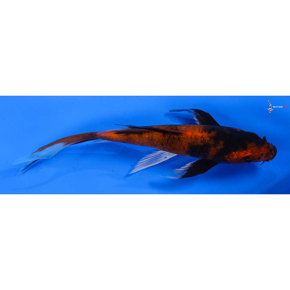 5.5” Imported Kin Hi Utsuri Butterfly Koi