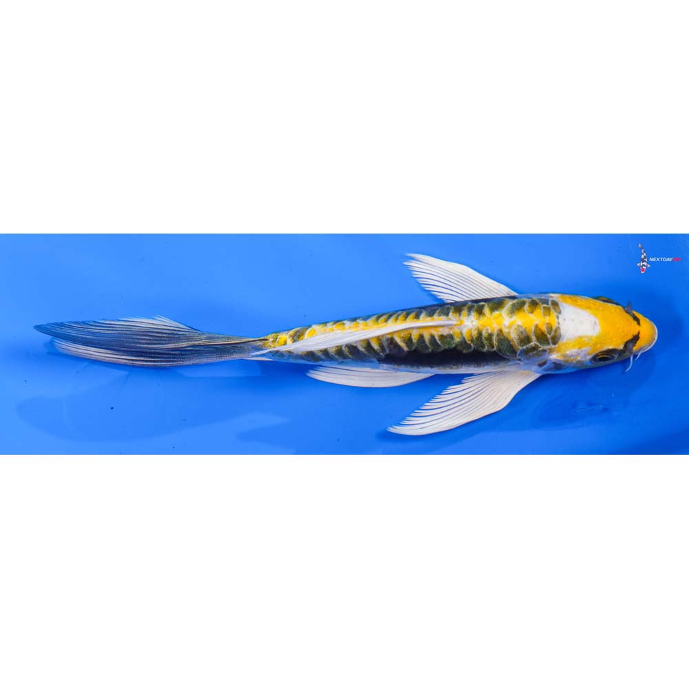 6” Imported Kin Kikokuryu Butterfly Koi