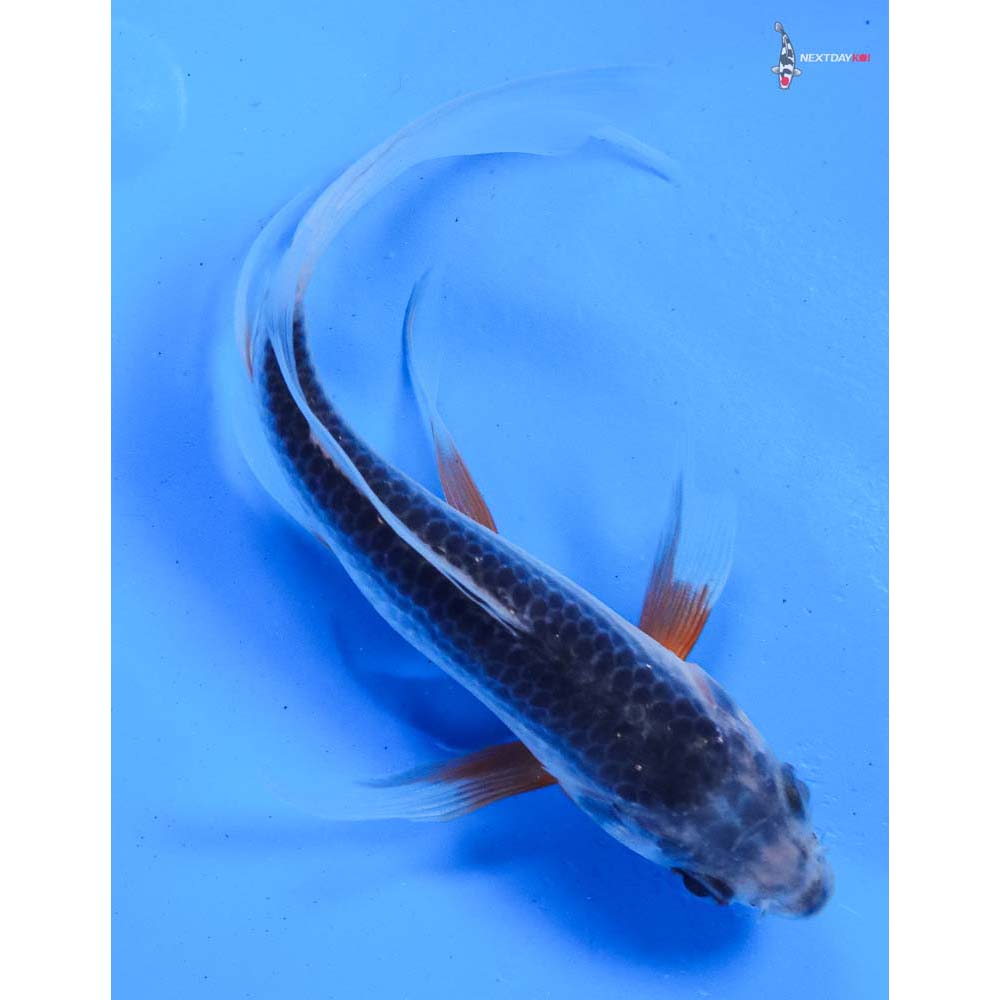 6” Imported Asagi Butterfly Koi