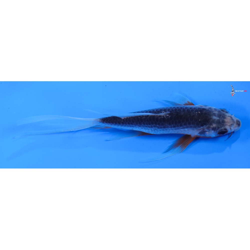6” Imported Asagi Butterfly Koi