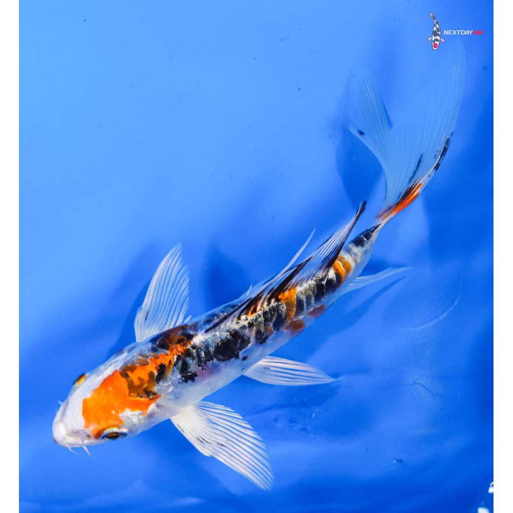 6” Imported Armor Scaled Yamato Nishiki Butterfly Koi