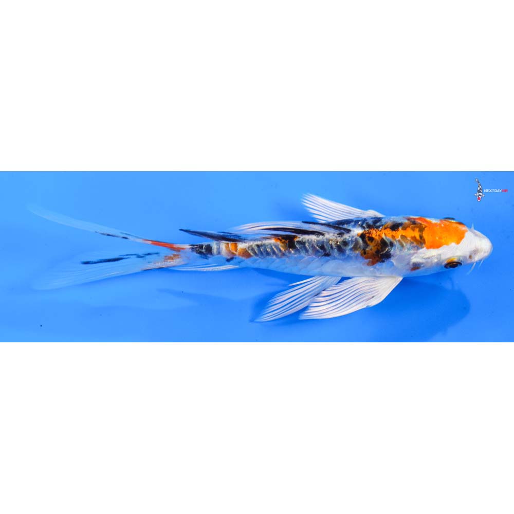 6” Imported Armor Scaled Yamato Nishiki Butterfly Koi