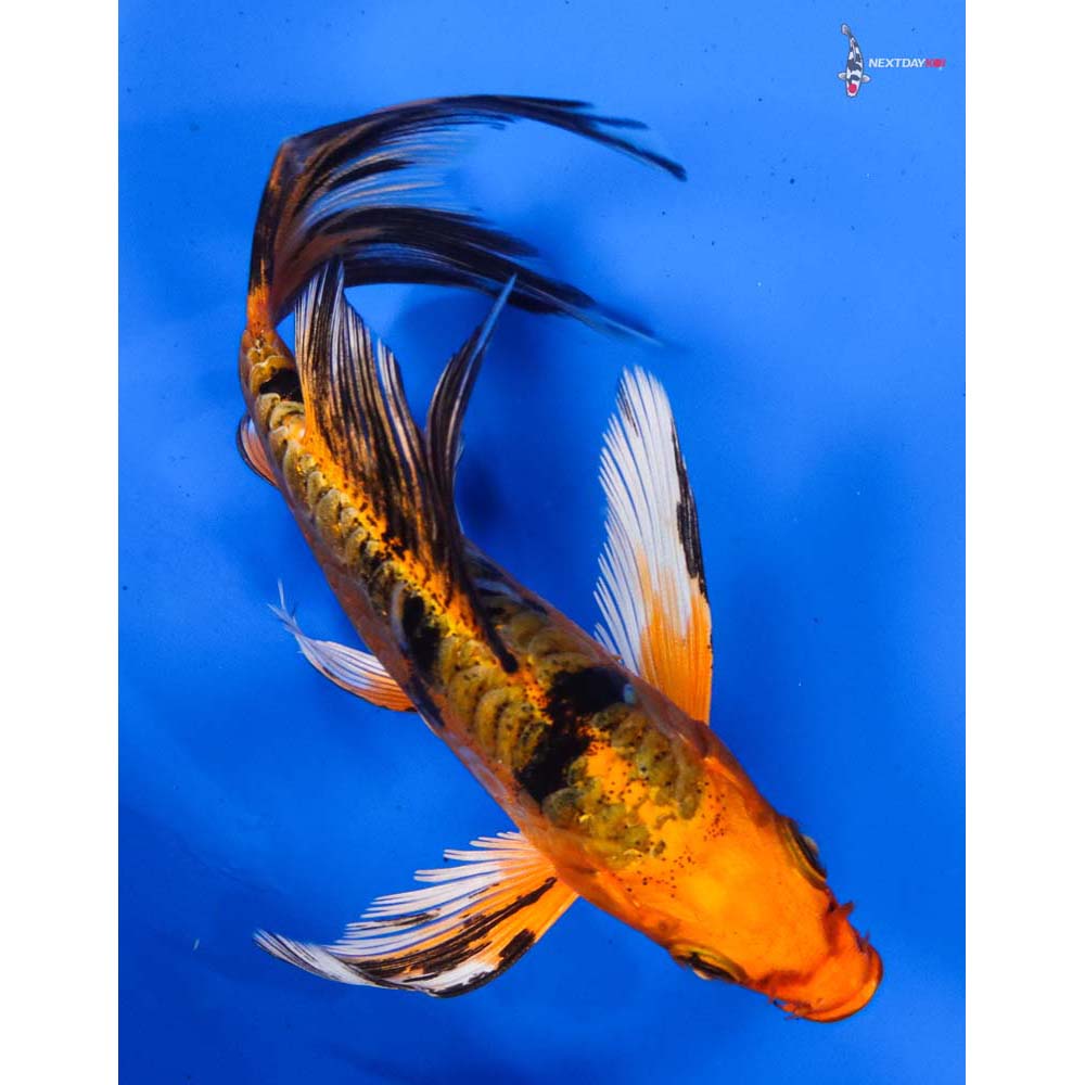 4.5” Imported Doitsu Kin Aka Bekko Butterfly Koi