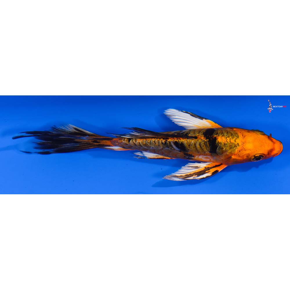 4.5” Imported Doitsu Kin Aka Bekko Butterfly Koi