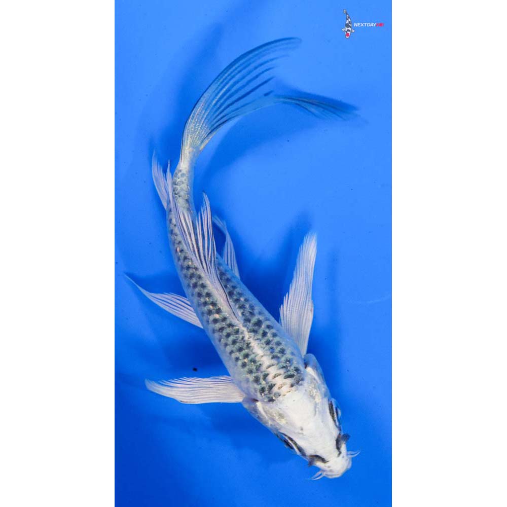 4” Imported Gin Matsuba Butterfly Koi