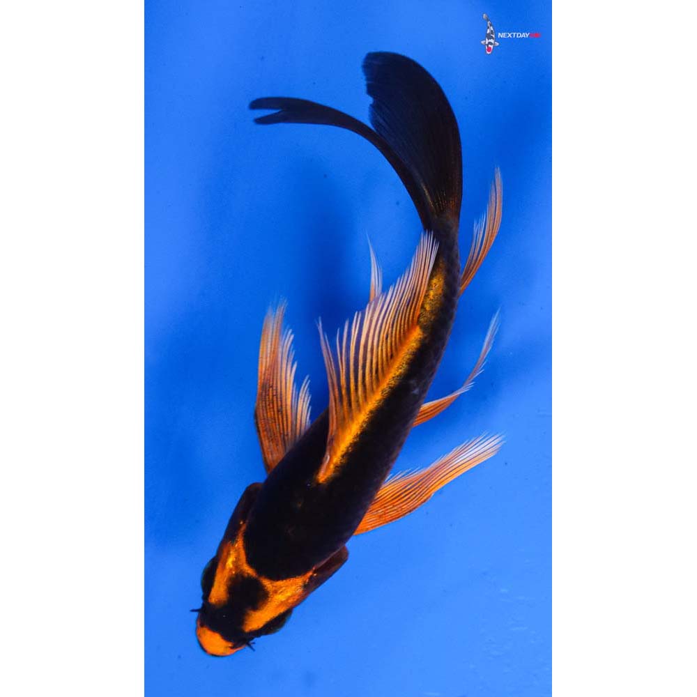 4” Imported Orenji Matsuba Butterfly Koi