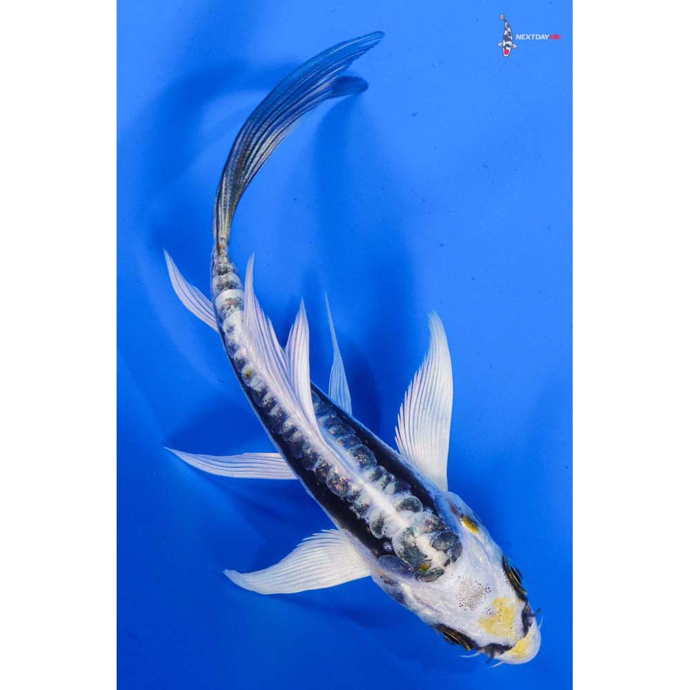 4” Imported Kin Kikokuryu Butterfly Koi
