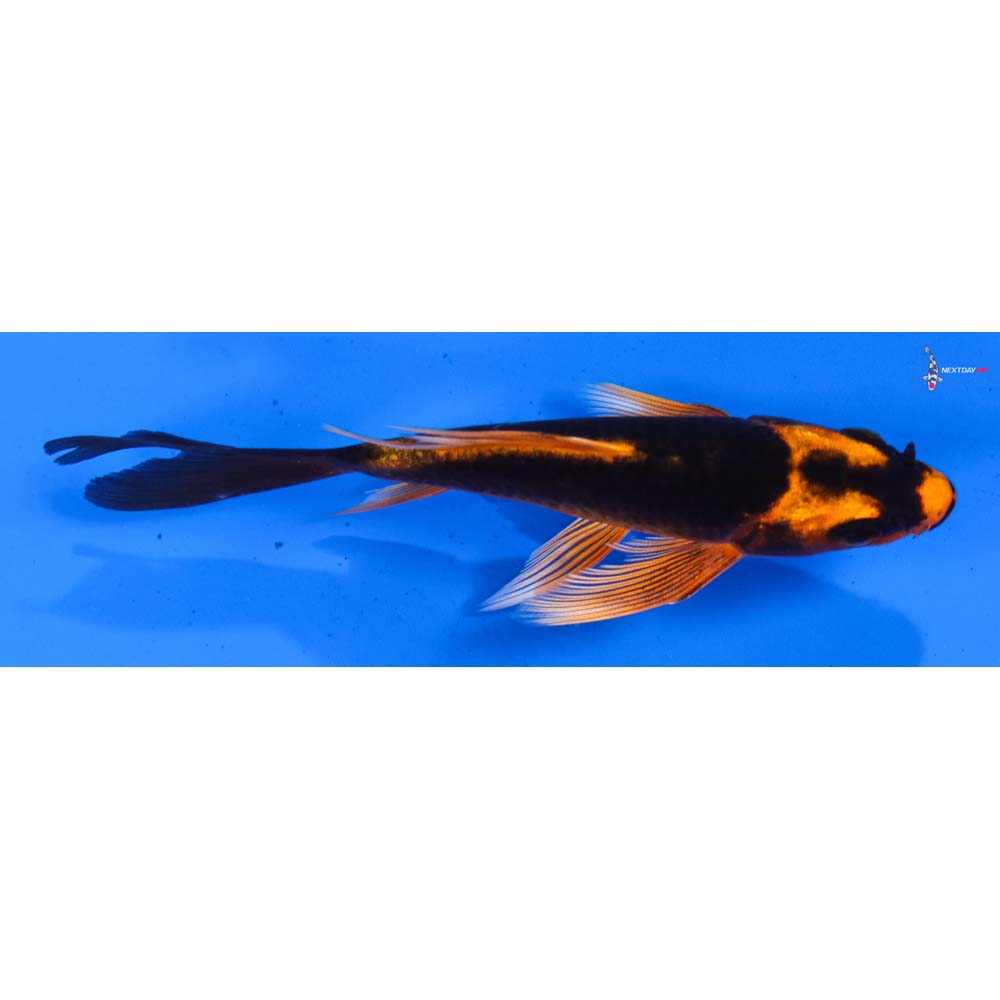 4” Imported Orenji Matsuba Butterfly Koi