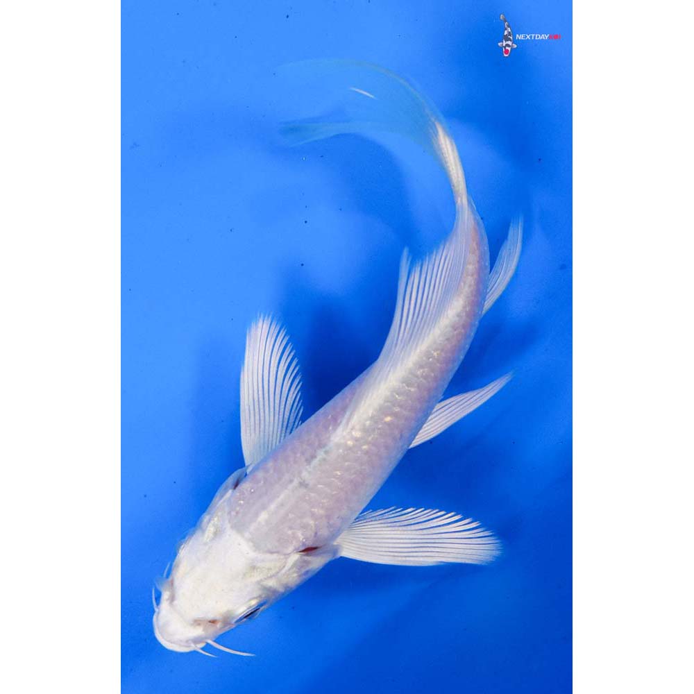 4” Imported Platinum Ogon Butterfly Koi