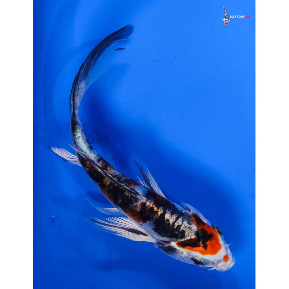 4” Imported Heisei Nishiki Butterfly Koi