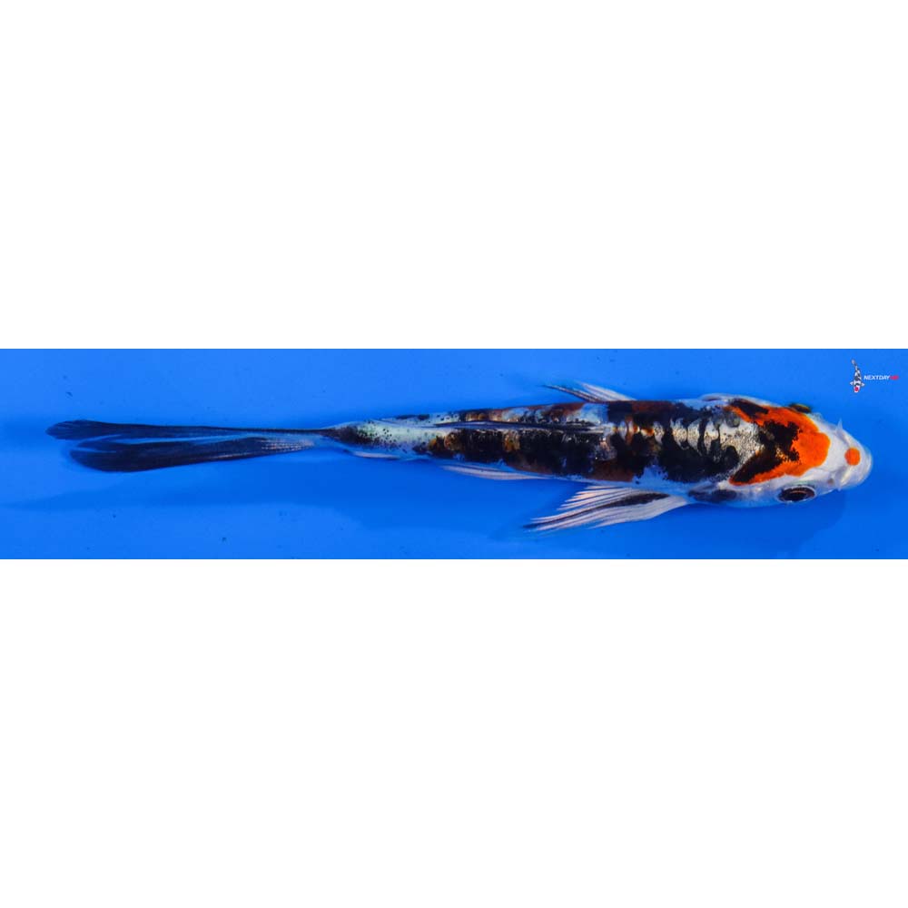 4” Imported Heisei Nishiki Butterfly Koi
