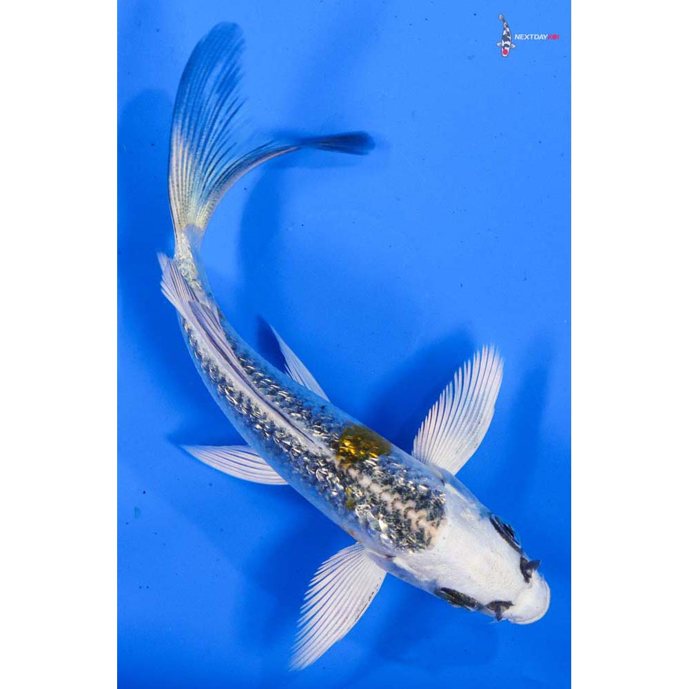 4” Imported Gin Rin Kujaku Butterfly Koi