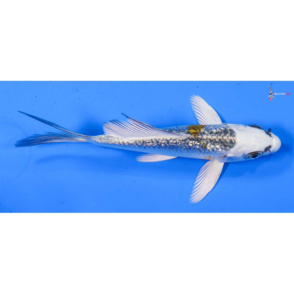 4” Imported Gin Rin Kujaku Butterfly Koi