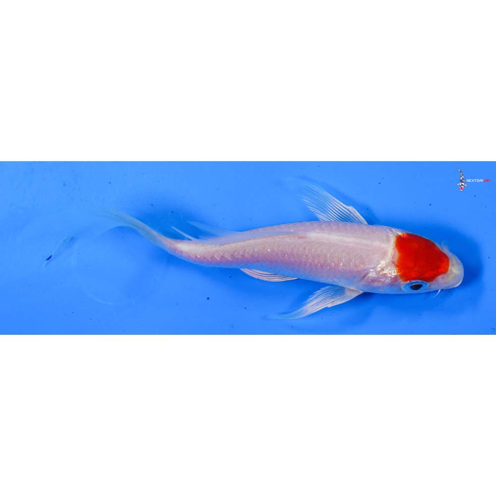 4.5” Imported Hariwake Butterfly Koi