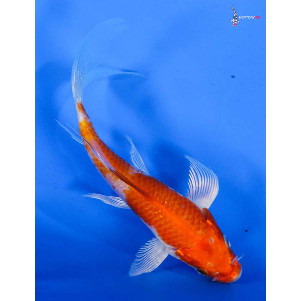 4.5” Imported Hariwake Butterfly Koi