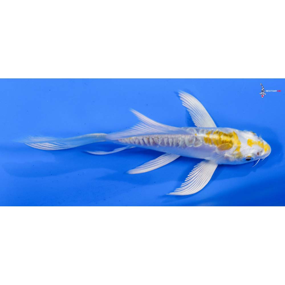 4.5” Imported Doitsu Lemon Hariwake Butterfly Koi