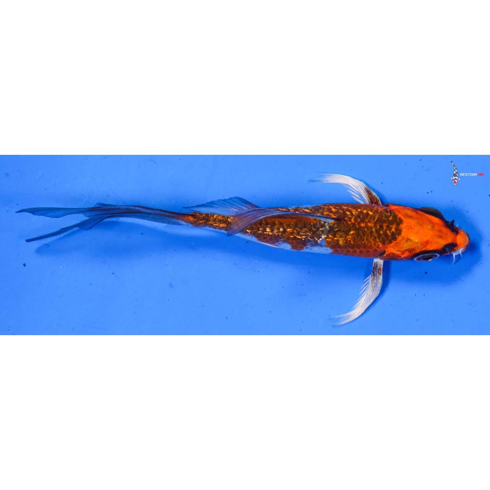 4” Imported Gin Rin Kujaku Butterfly Koi