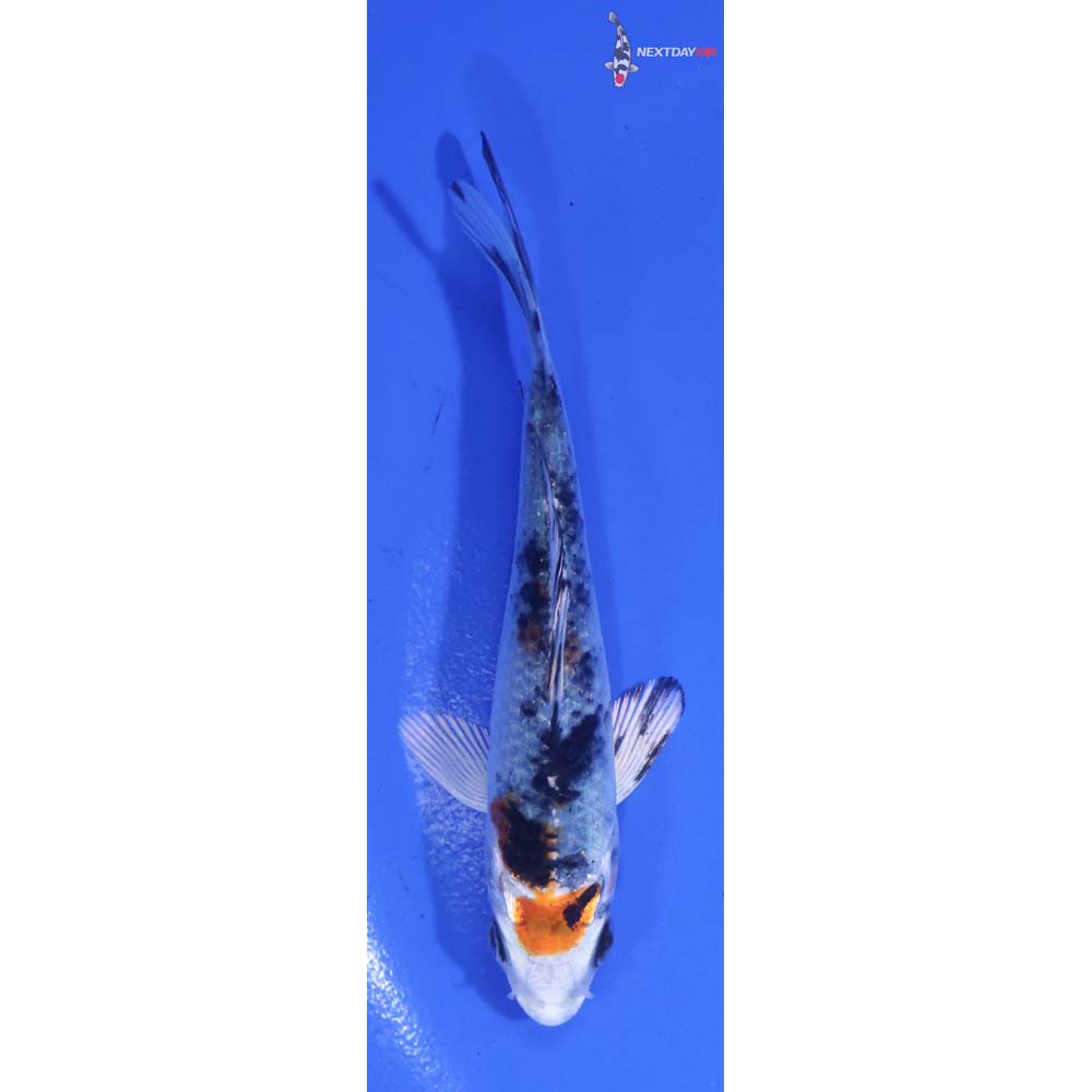4” Imported Yamato Nishiki