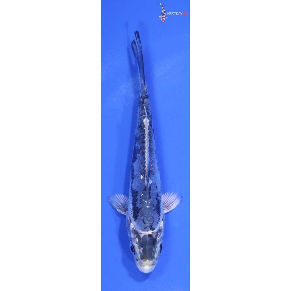 4” Imported Kikokuryu