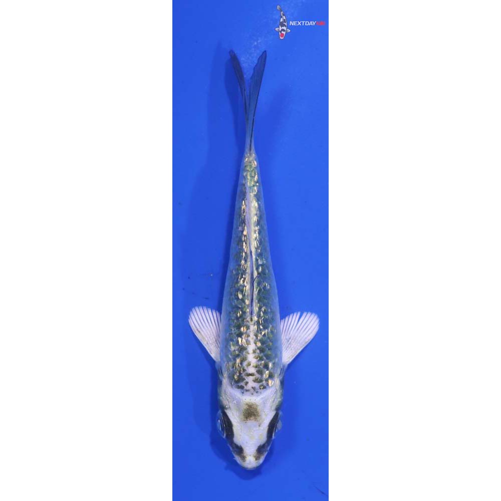 3.5” Imported Kujaku