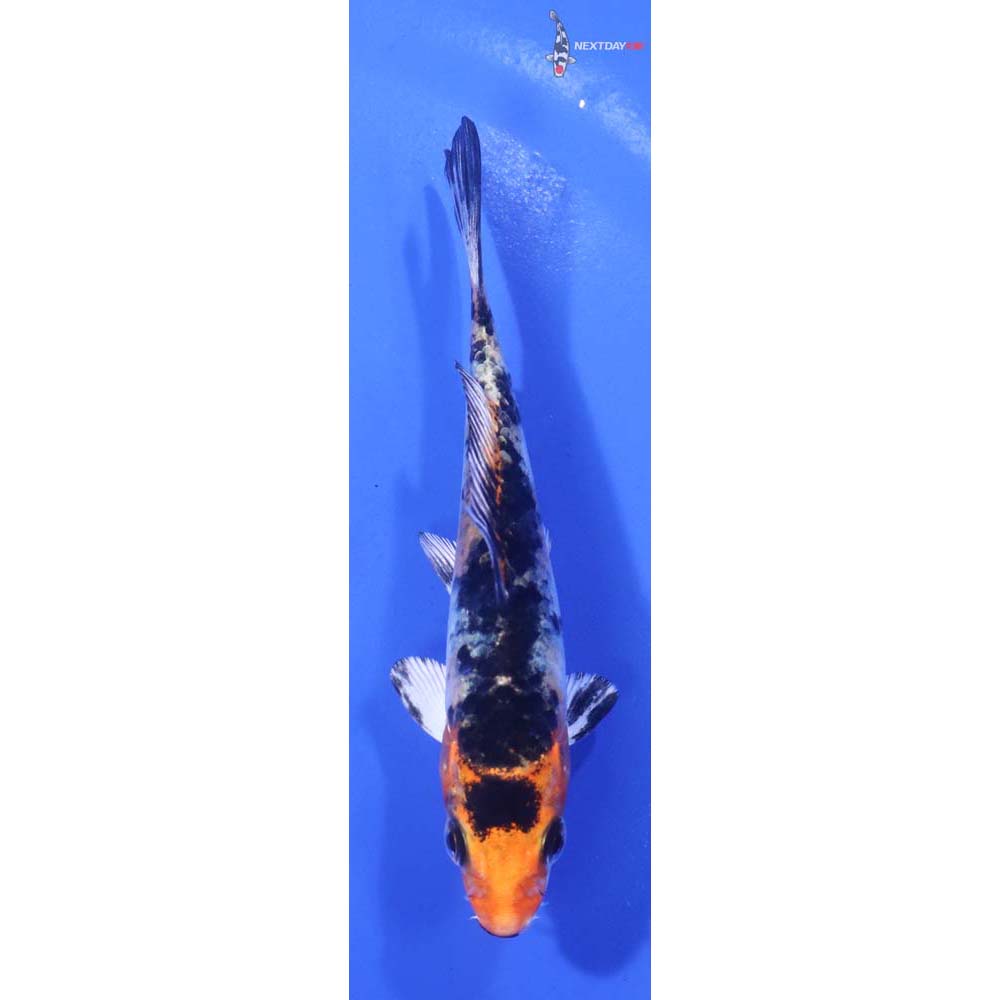 4” Imported Yamato Nishiki