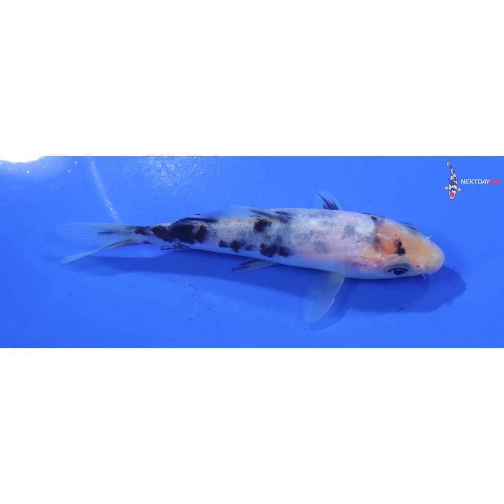 4” Imported Shiro Bekko
