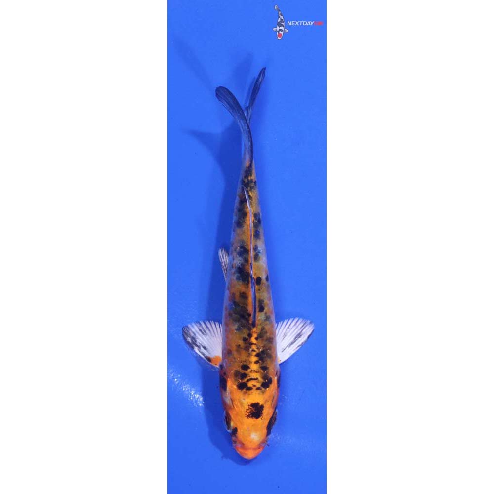 4” Imported Yamato Nishiki