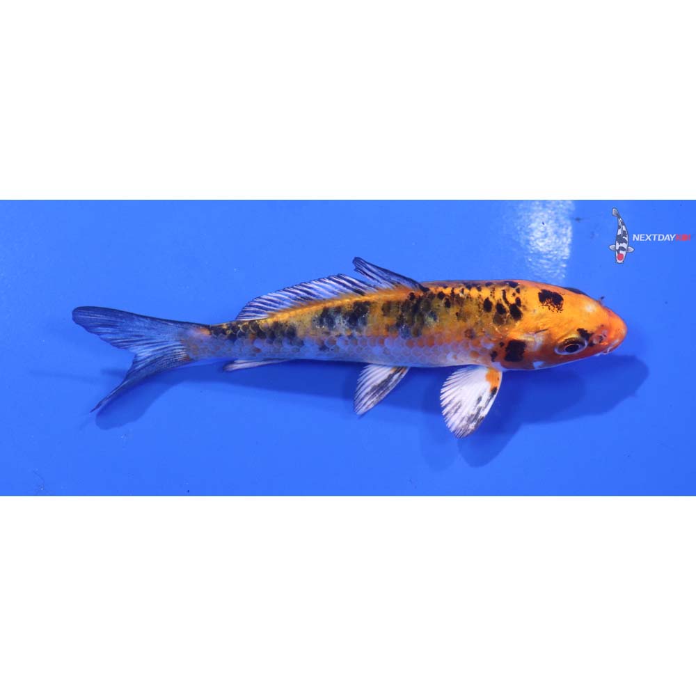 4” Imported Yamato Nishiki