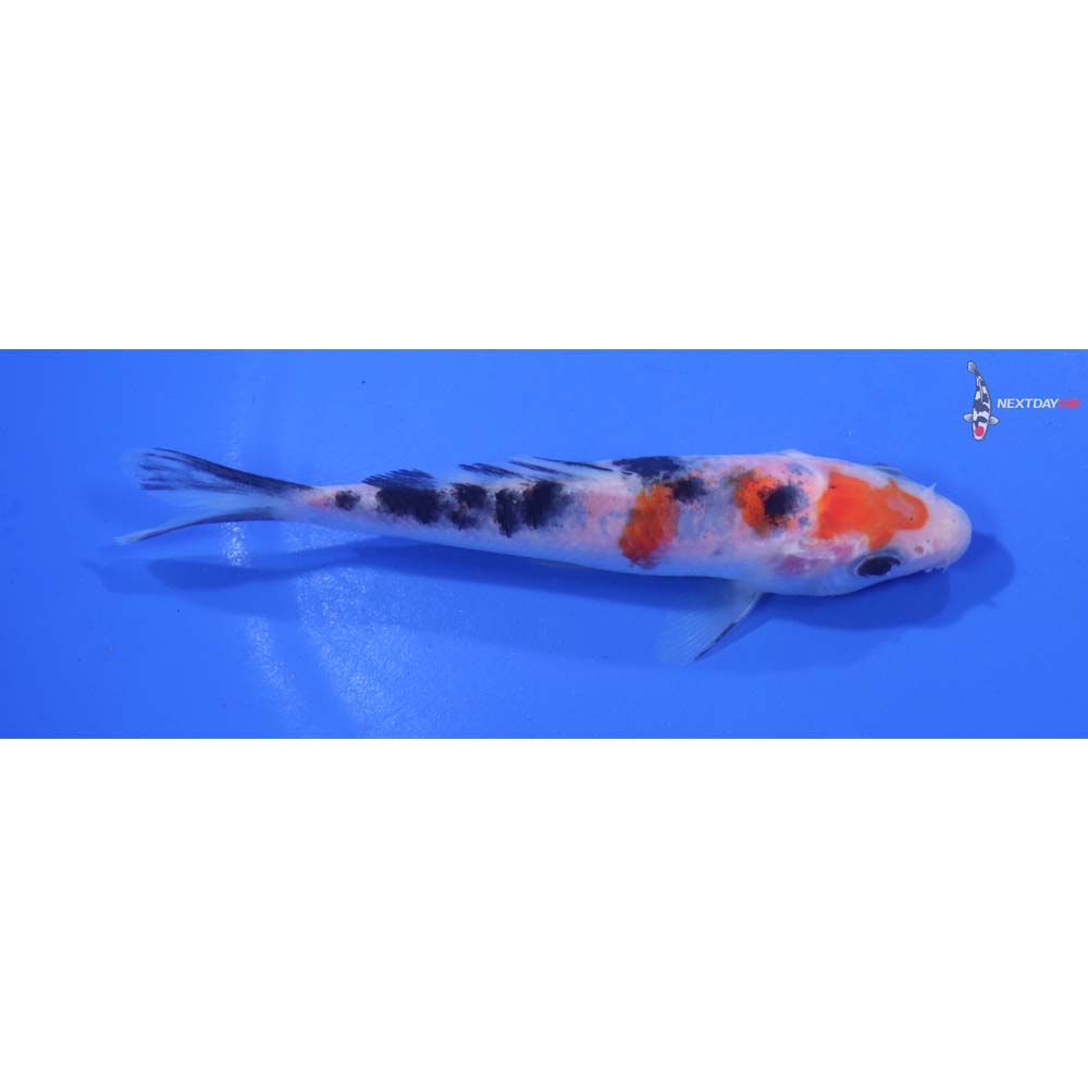 4.5” Imported Sanke