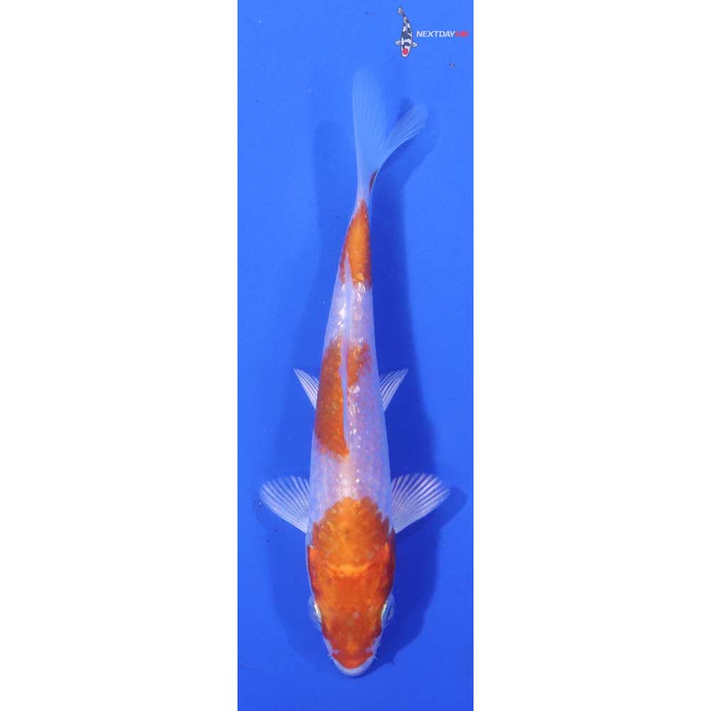4.5” Imported Gin Rin Hariwake
