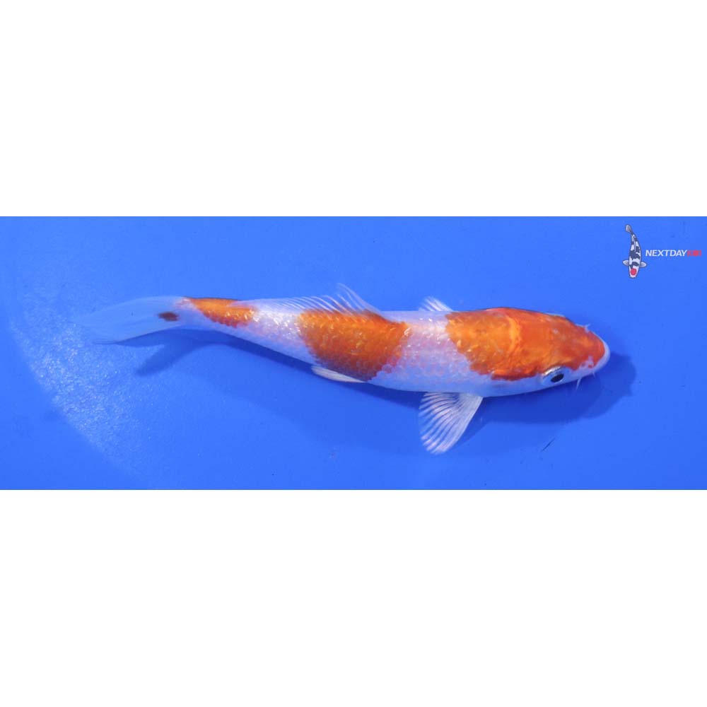 4.5” Imported Gin Rin Hariwake