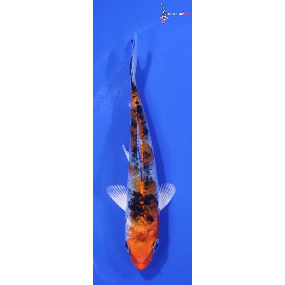 4.5” Imported Yamato Nishiki