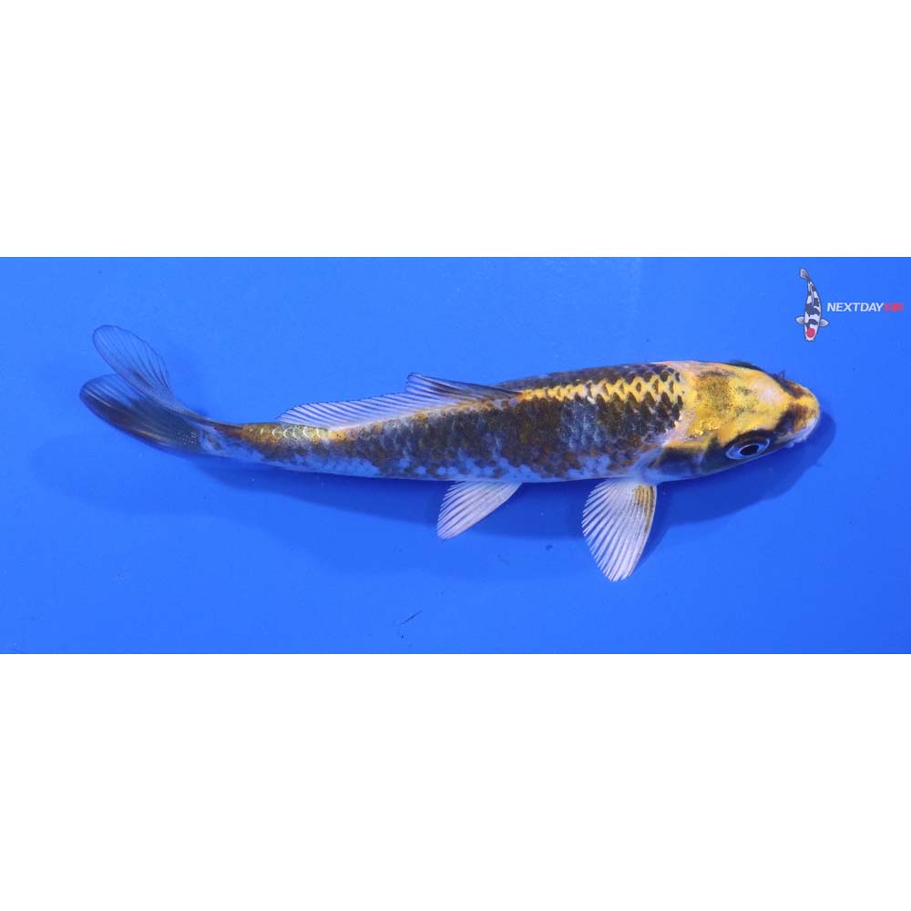 4.5” Imported Kujaku