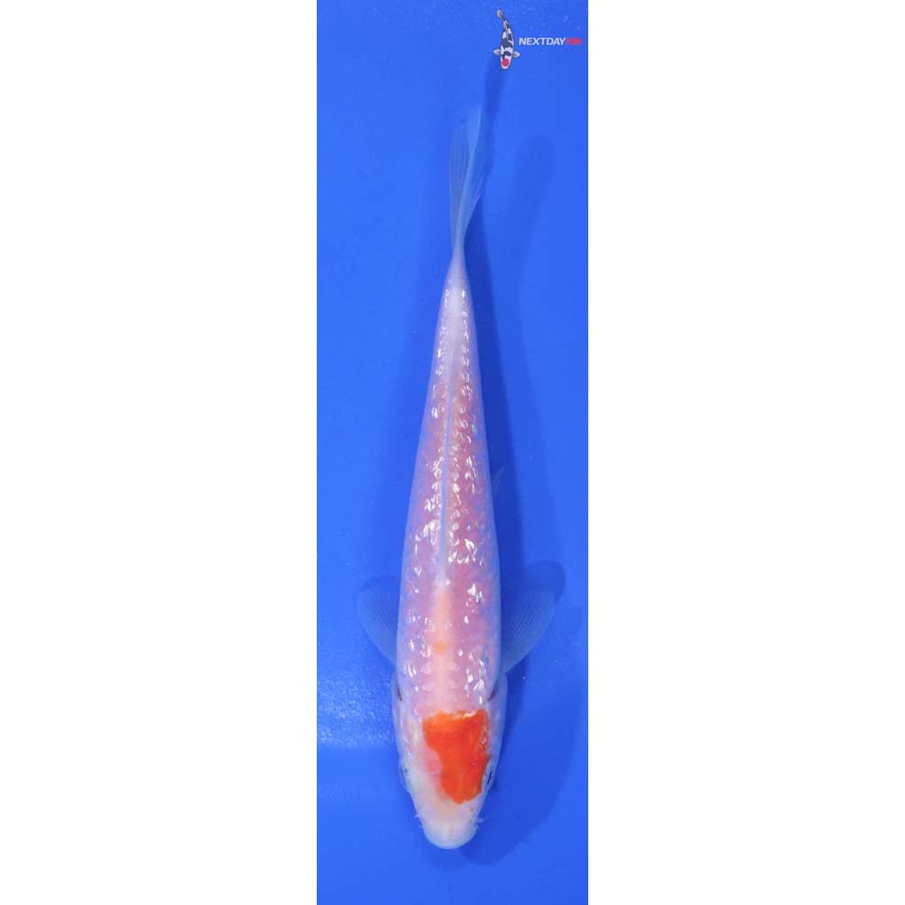4.5” Imported Gin Rin Kohaku