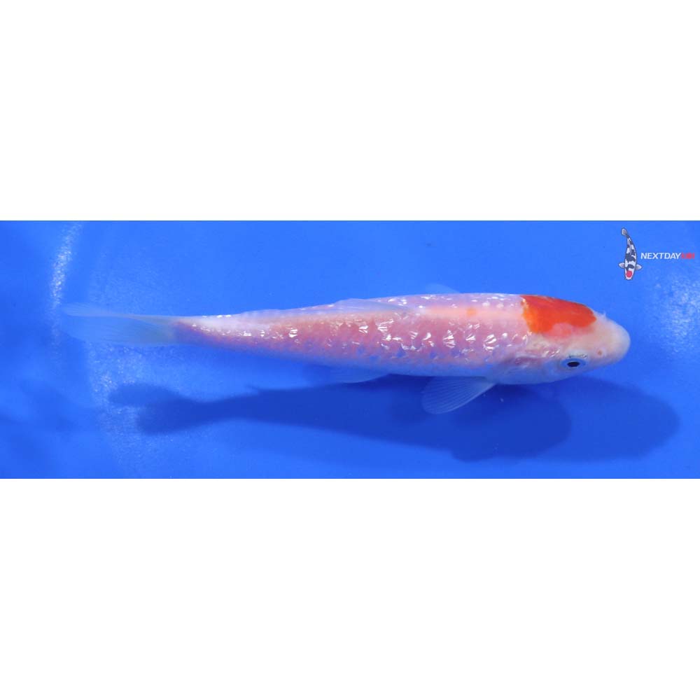4.5” Imported Gin Rin Kohaku