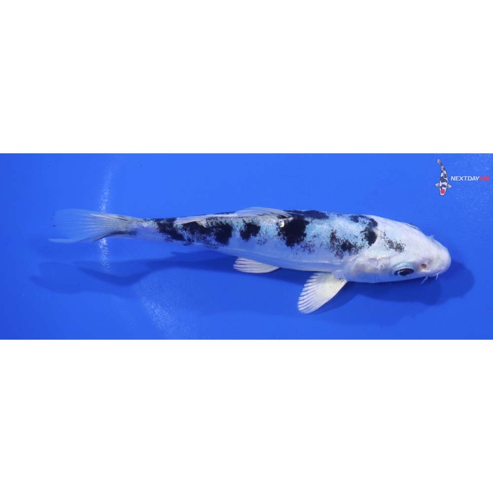 5” Imported Doitsu Gin Shiro Bekko