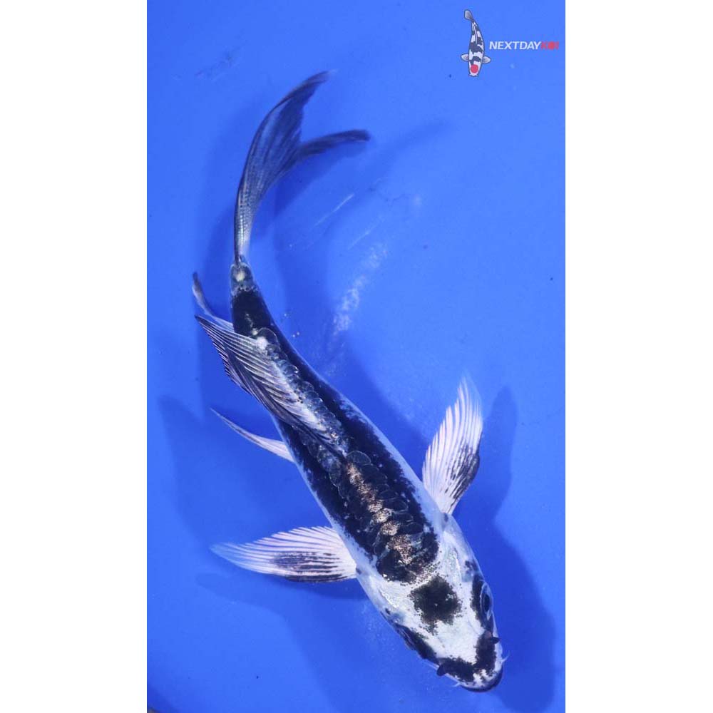 4” Imported Kikokuryu Butterfly Koi