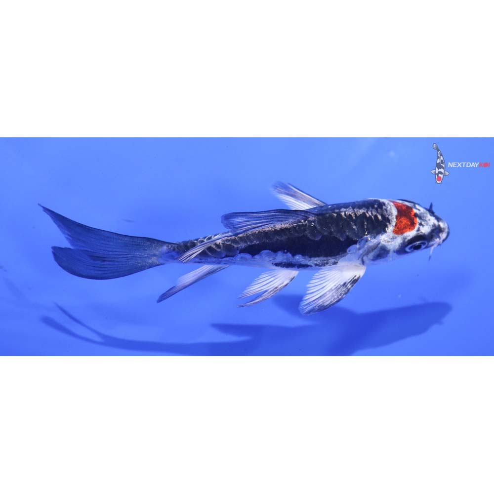 4” Imported Kin Kikokuryu Butterfly Koi
