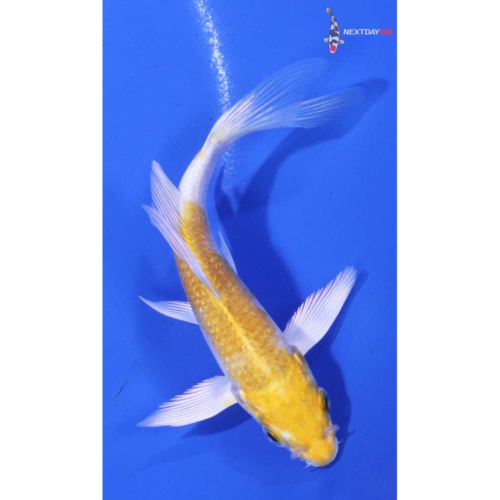 4” Imported Lemon Hariwake Butterfly Koi