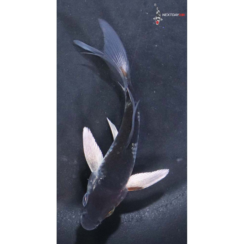 3.5” Imported Ochiba Shigure Butterfly Koi