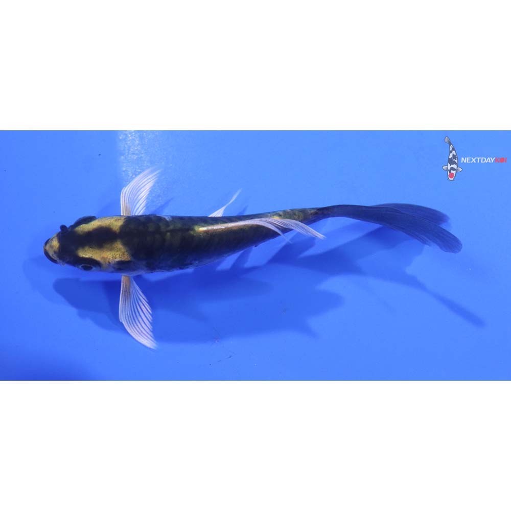 4” Imported Kin Kikokuryu Butterfly Koi