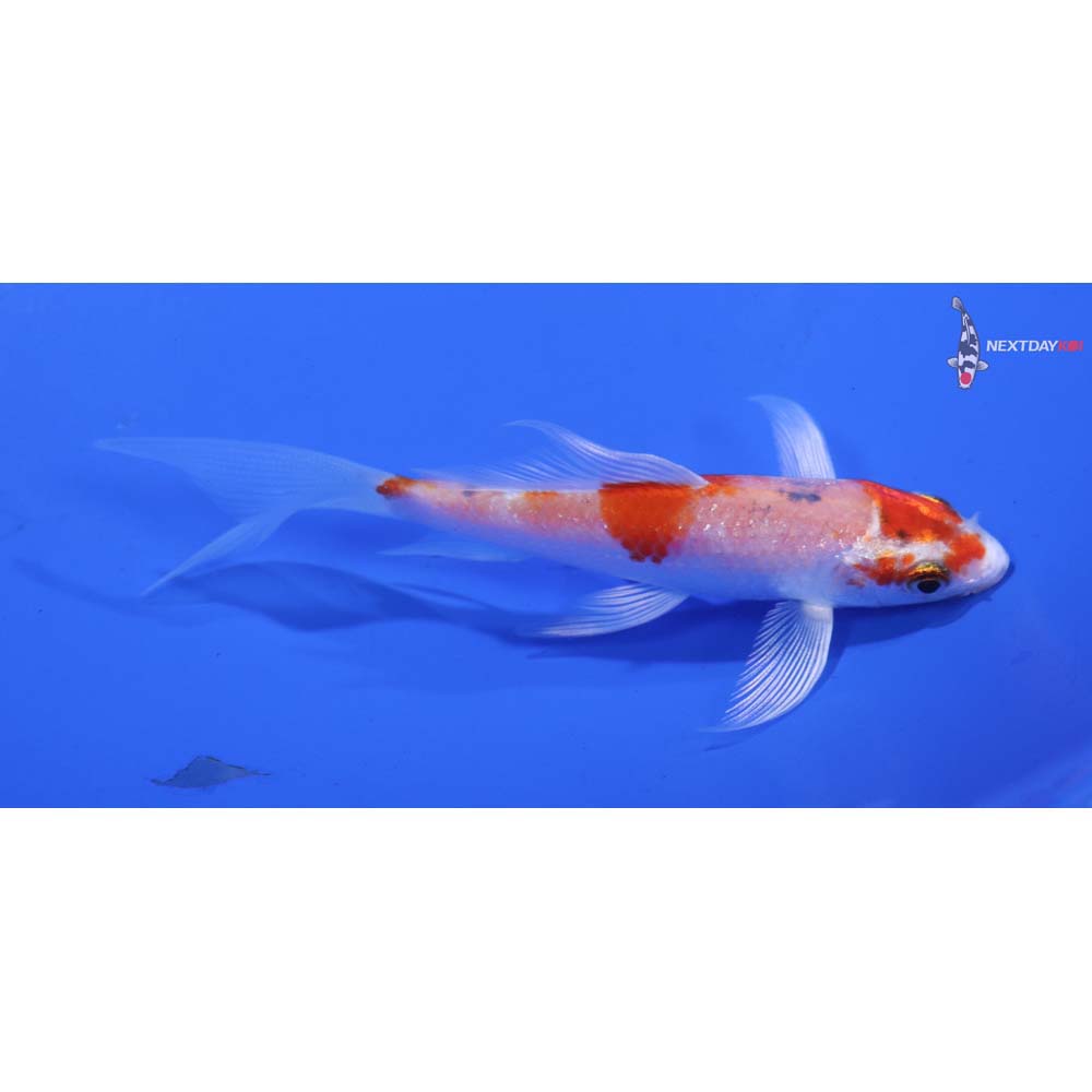 4” Imported Hariwake Butterfly Koi