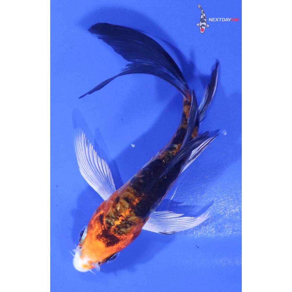 4.5” Imported Heisei Nishiki Butterfly Koi