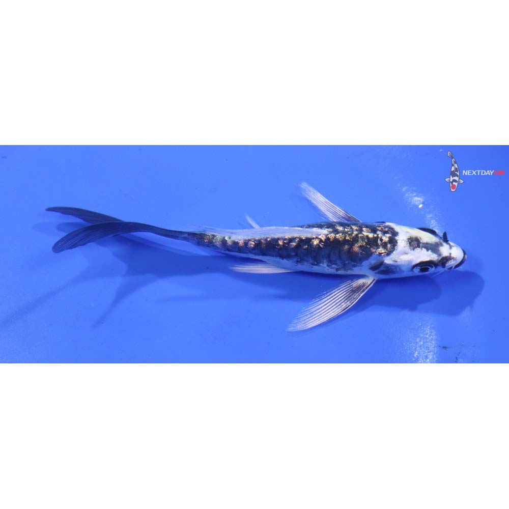 4.5” Imported Armor Scaled Gin Rin Gin Matsuba Butterfly Koi
